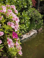 つつじと池の水鏡