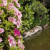 つつじと池の水鏡