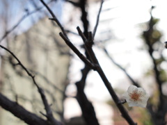 早咲きの白梅