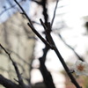 早咲きの白梅