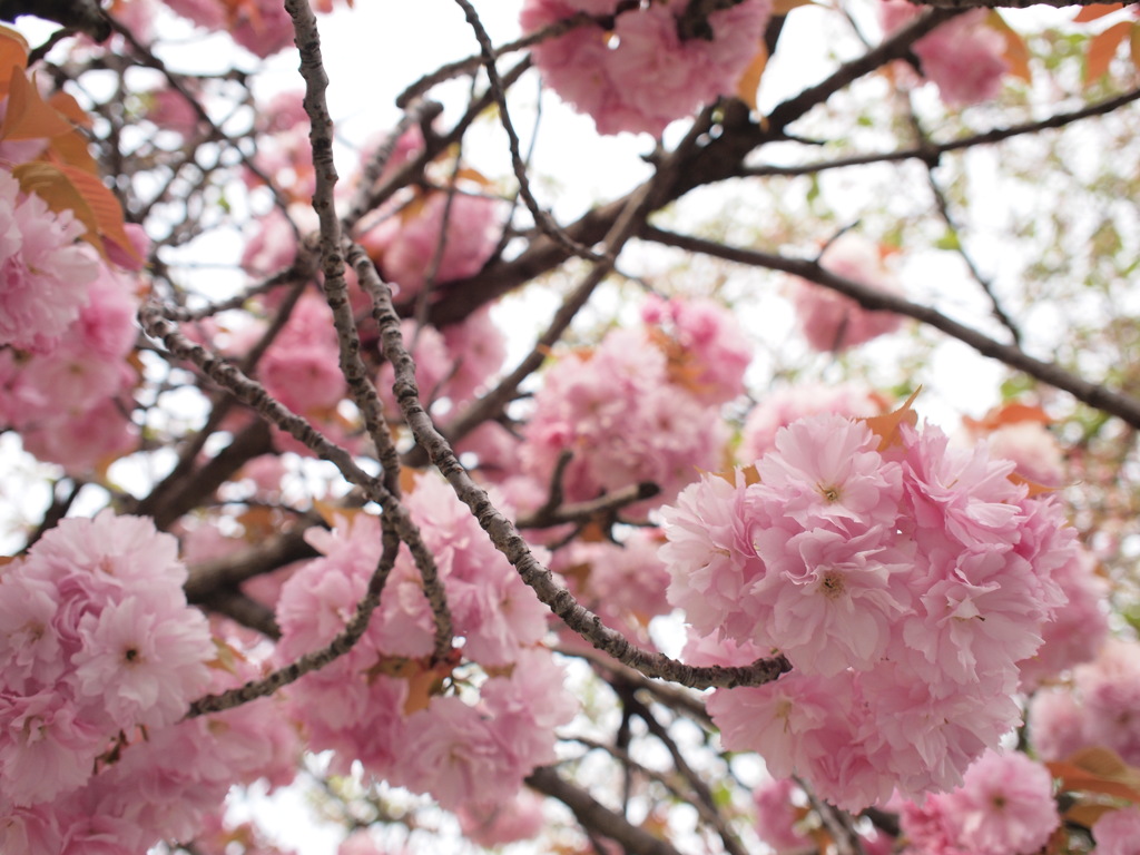 ぼんぼり八重桜