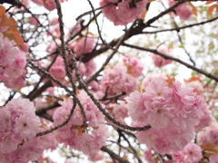 ぼんぼり八重桜