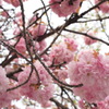 ぼんぼり八重桜