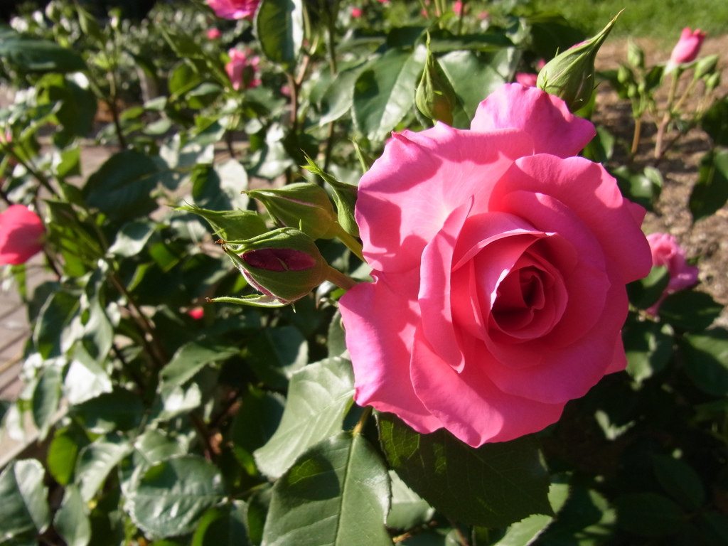 pink rose 2