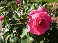pink rose 2