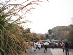 秋深まりし　すすきと大仏