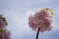 天空のぼんぼり桜