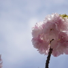 天空のぼんぼり桜