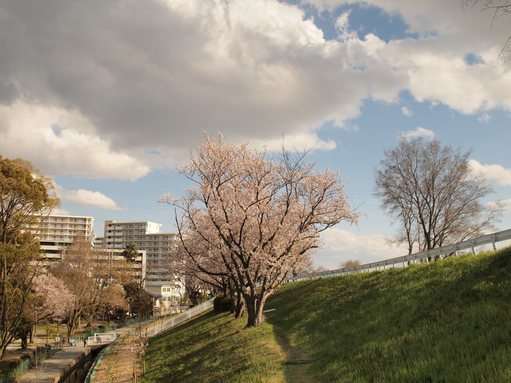 河川敷と桜と白い雲