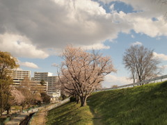 河川敷と桜と白い雲