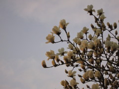 夕空とモクレン