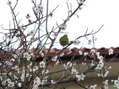 正面からも撮ってよっ