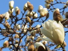モクレンの　白さまぶしい　春の朝