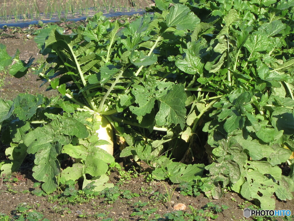 white radish