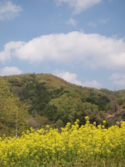 菜の花と能勢の山々