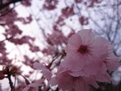 夕暮れの河津桜