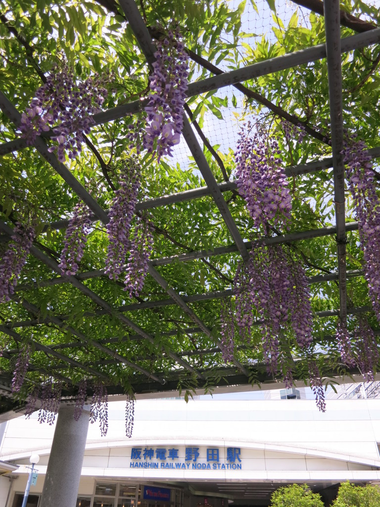 阪神野田駅前の野田藤その２
