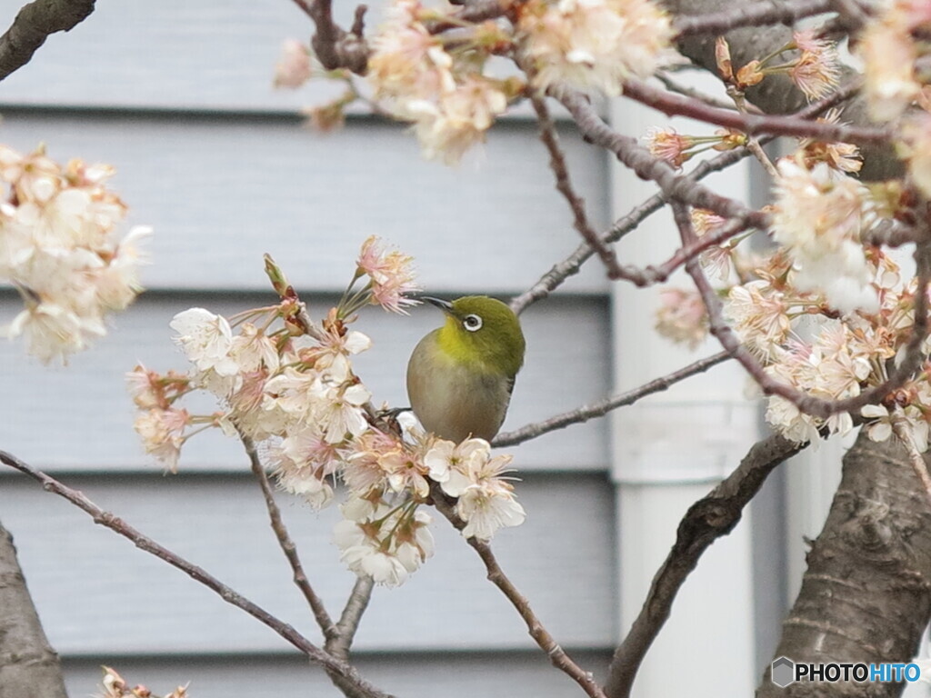 めじろ