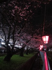 夜桜すとりーと