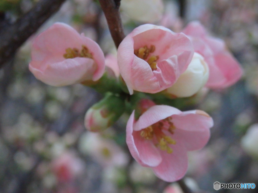 木瓜の花