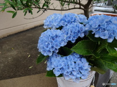 早咲き