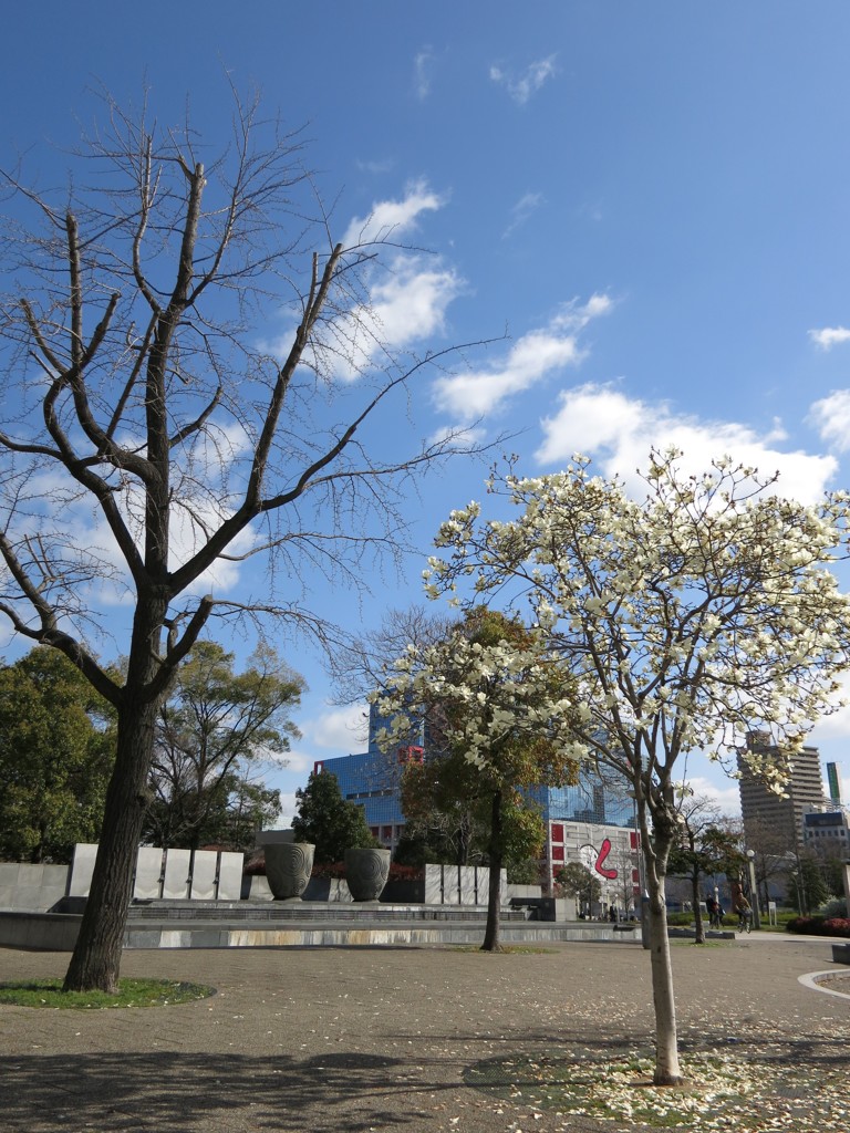 青空とモクレン