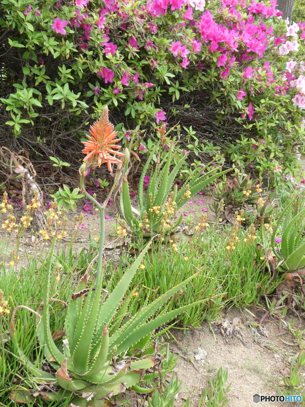 アロエの花