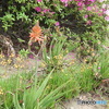 アロエの花