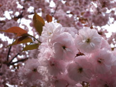 ほのかに色づく八重桜