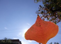 葉っぱのブラインド