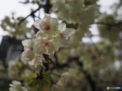 葉緑素を含んだ桜