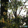 Yellow Rose