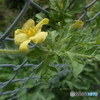 西瓜の花