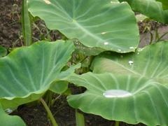 water proof