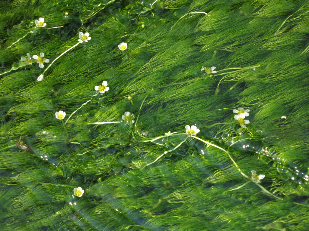 清流に咲く梅花藻