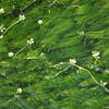 清流に咲く梅花藻