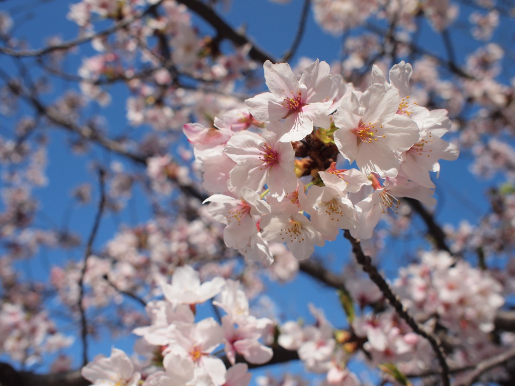 SAKURA & BLUE SKY