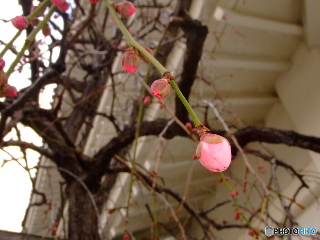 枝垂れ梅の蕾