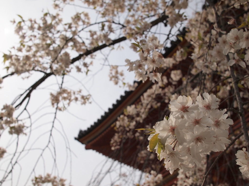 仁和寺の桜
