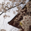 仁和寺の桜