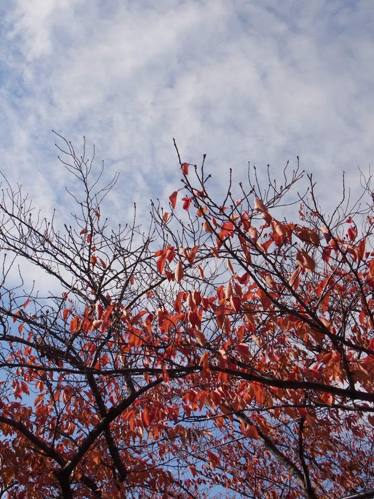 桜紅葉と秋の空