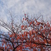 桜紅葉と秋の空