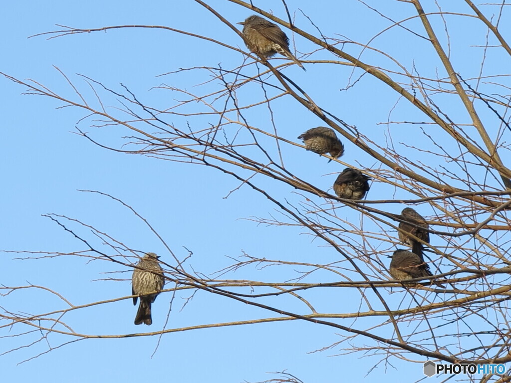 春の朝　ヒヨドリ眠く　まどろみし