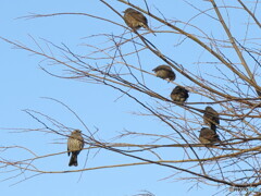 春の朝　ヒヨドリ眠く　まどろみし