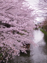 八幡堀の桜