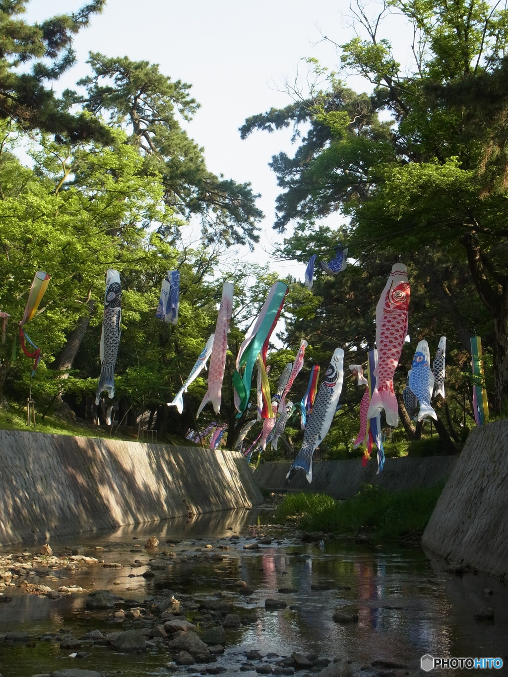 夙川鯉のぼり　その２
