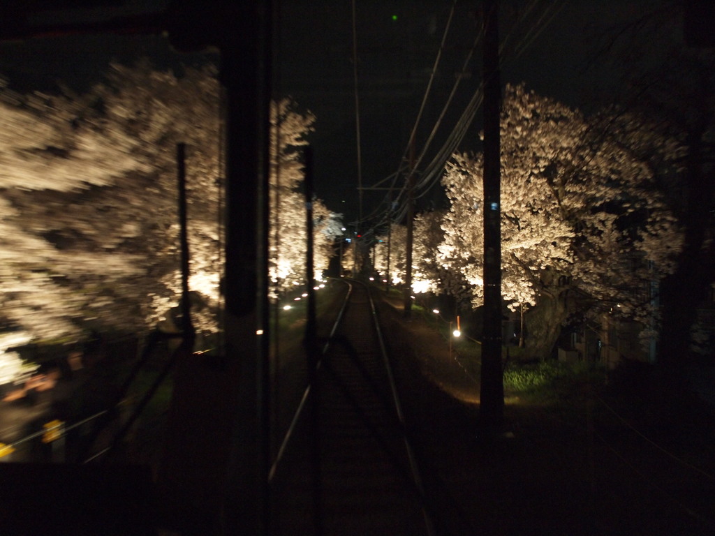 嵐電 桜のトンネルその２