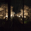 嵐電 桜のトンネルその２
