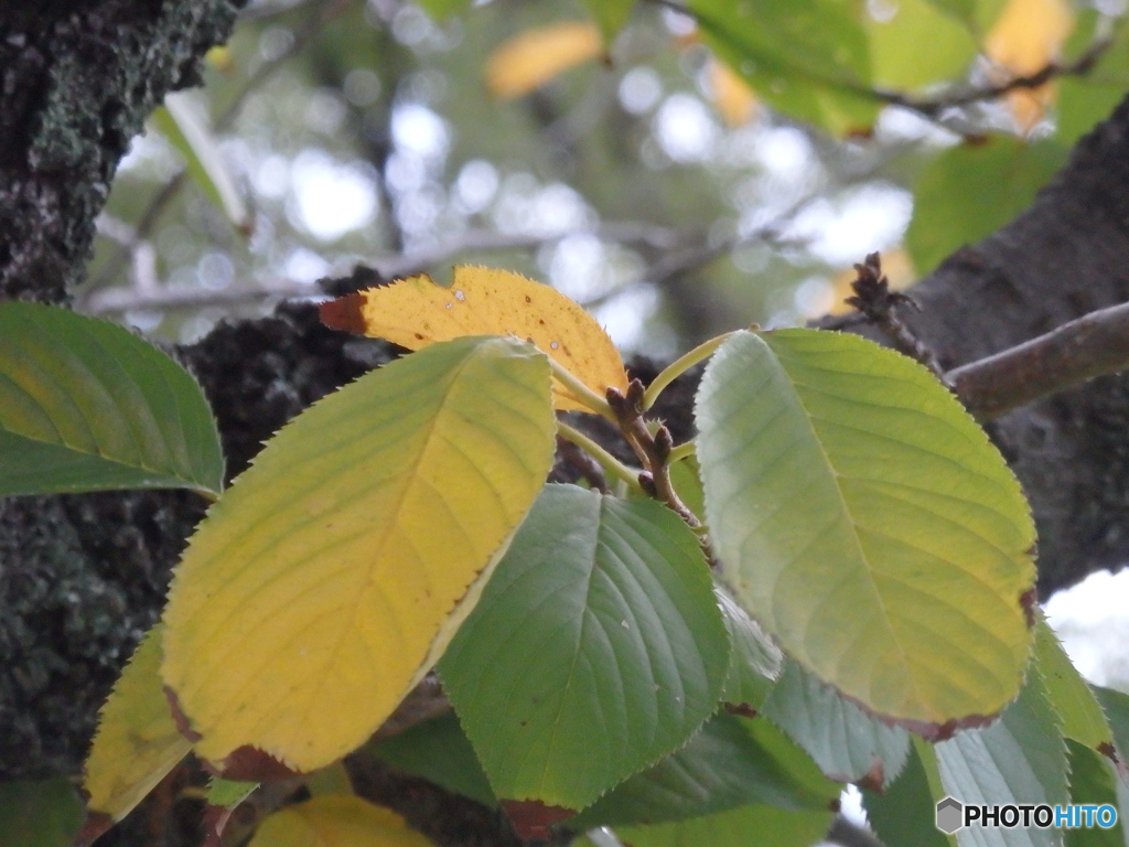 Green To Yellow