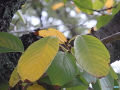Green To Yellow